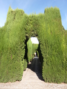 archi di siepi nell' Alhambra di Granada, Andalusia, Spagna