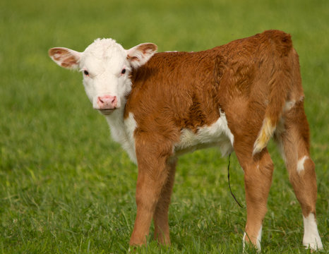 Hereford Calf Hereford Calf