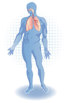 Syst&egrave;me respiratoire