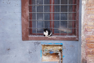 cat in the old village of Grottammare, Italy