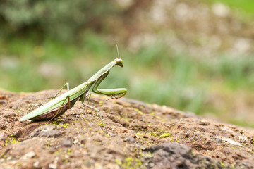 European Mantis (Mantis religiosa).