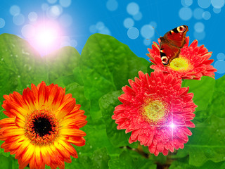 Gerber flowers on green summer background
