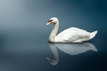Obraz na płótnie Canvas Mute Swan (Cygnus olor)