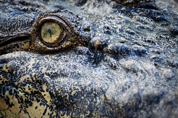 Crocodile eye