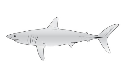 WEB ART DESIGN Requin Requins Shark Squale Dents Jaws 010