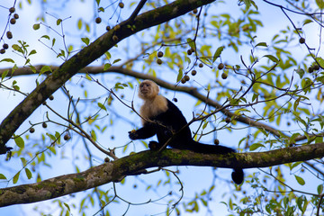 White faced Capuchin