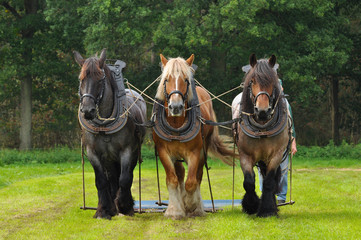Fototapeta premium Three Belgian Heavy Horses