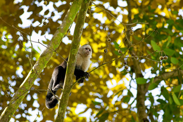 White faced Capuchin