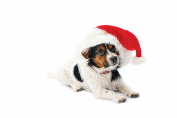 Red Christmas hat  on the dog Jack Russell