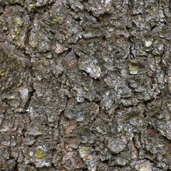 Grungy Bark Texture Background Macro