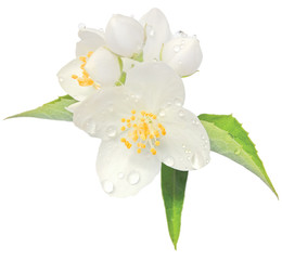 Naklejka premium Jasmine flower mock orange blossom macro closeup isolated