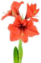 Symbolic amaryllis Christmas flower isolated on white background