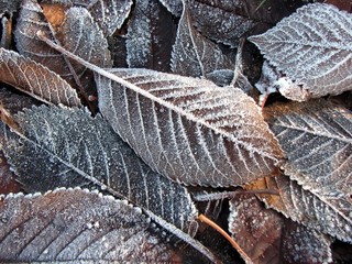 Frozen autumn leaves