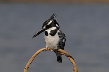 Fototapeta premium Pied Kingfisher (Ceryle rudis)