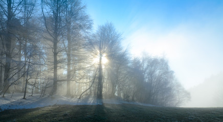 Nebelsonne im Winterwald