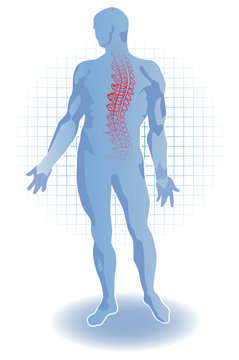 Colonne Vert&eacute;brale