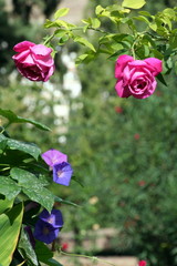 rose e fiori nel giardino