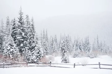 Gordijnen Winter Landscape © joshschutz