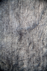 fur
