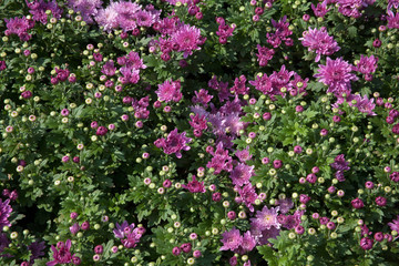 Obraz na płótnie Canvas Chrysanthemum purple red