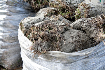 Flower and plant soil gardening