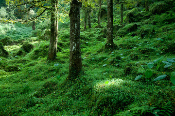 Obraz premium Morning forest