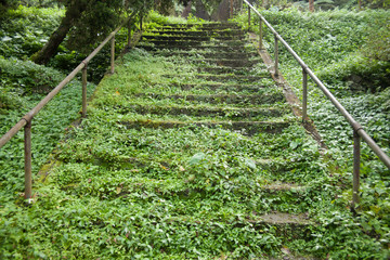 Step in the green forest