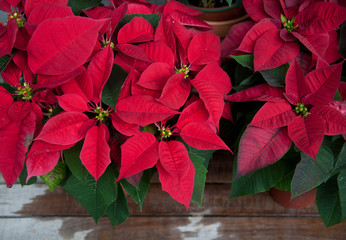 Poinsettia plant