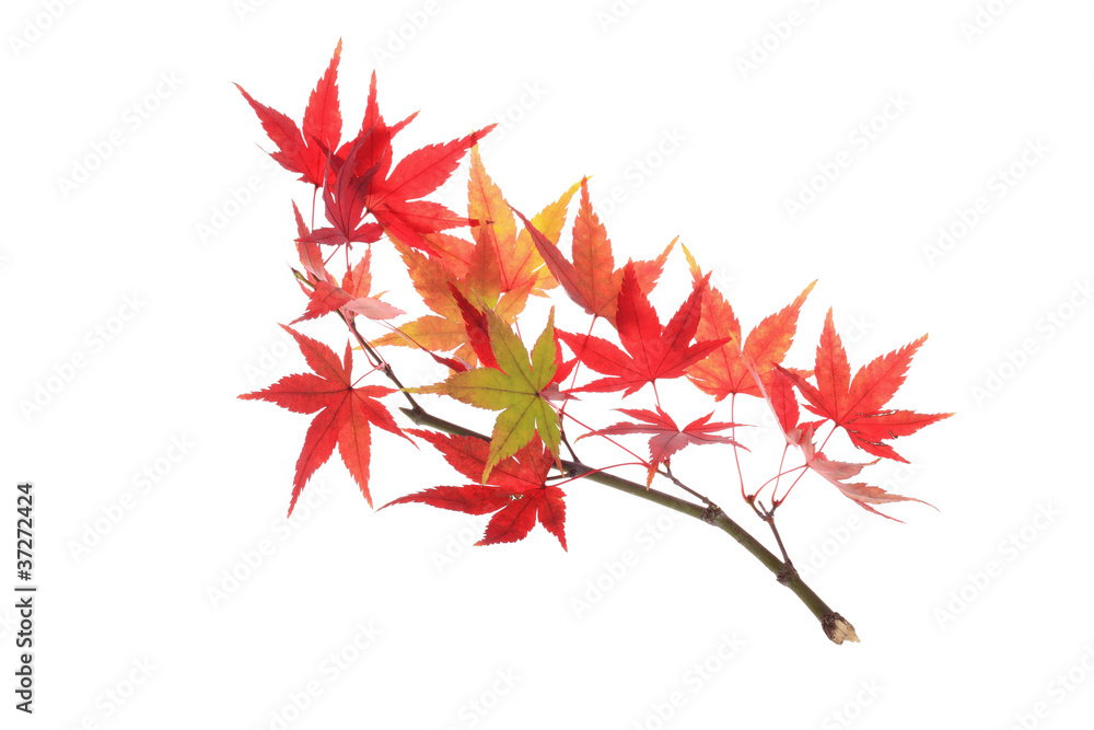 Wall mural autumn maple branch