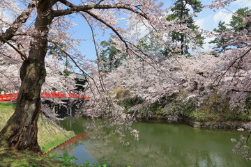 Hirosaki Cherry Blossoms Festival