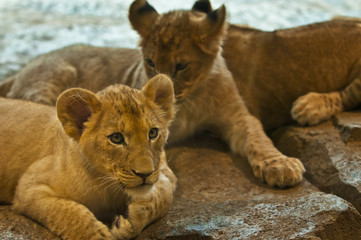 Little Lions