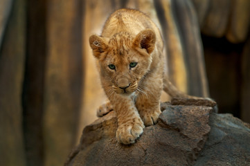 Little Lion