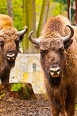 European bison family