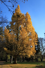 Couleurs d'automne sur Parc Micaud Besan&ccedil;on