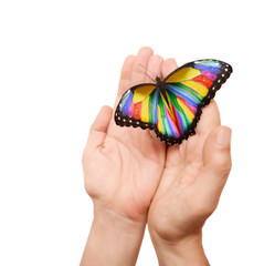 rainbow butterfly - 37274468