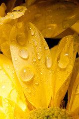 Drops of water on a chrysanthemum