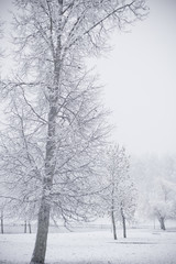 Winter park in snow