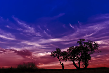Fototapeta na wymiar Silhouette of trees at night