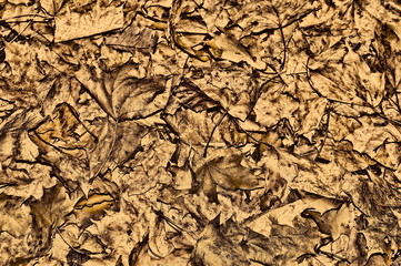 Trockene Blätter - Sepia