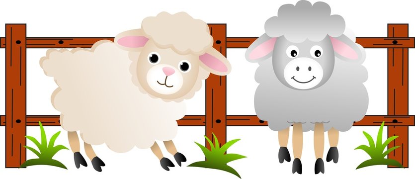 The sheep on the farm