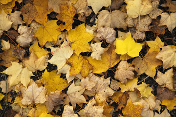 maple leaves