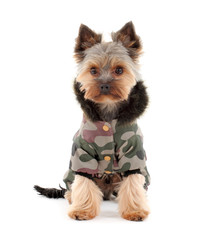 Portrait of a cute yorkshire terrier in  winter clothes