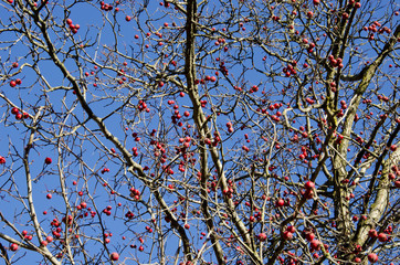 red autumn apples on tree and sky