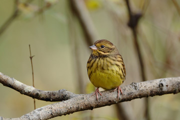 止まり木のアオジ