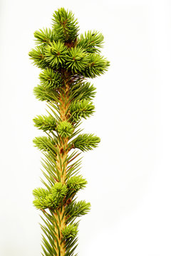 Spruce  tree branch