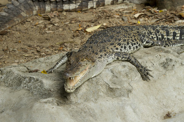 Big crocodile