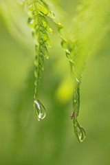 Raindrops on fern with small fly