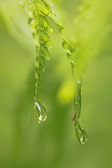 Foto auf Leinwand Raindrops on fern with small fly © ahavelaar