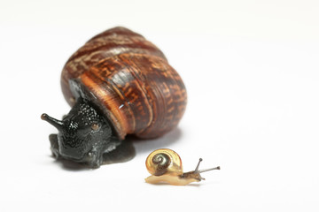 Small snail and big snail