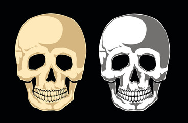 Human skull on black. Separate layers